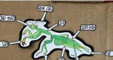 螳螂进化技能玩法攻略（掌握螳螂进化技能，游刃有余战胜敌人）