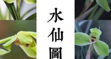 大话西游2水仙出装攻略（揭秘水仙必备装备，让你在大话西游2世界中战无不胜！）